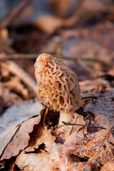 Morel mushrooms in the forest - 786867175