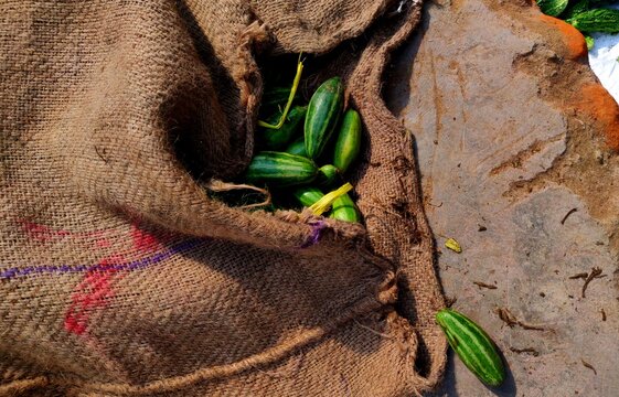 Pointed gourd in a jute sack Trichosanthes dioica Roxb is a tropical perennial cucurbit plant with its origin in the Indian subcontinent. parwal, palwal, potol, or parmalin