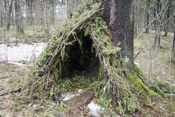A hut made of spruce branches in the Karelian forest. A hut is the simplest light shelter. It is a structure made using weaving technologies from poles and sticks covered with branches. First shelter © Julija