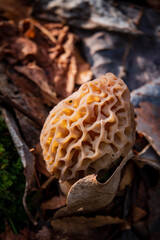 Morel mushrooms in the forest - 786867321