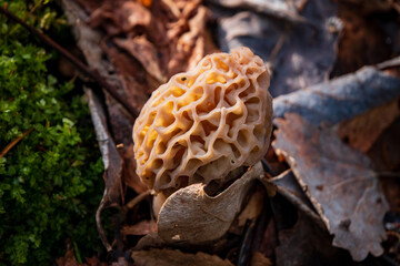 Morel mushrooms in the forest - 786867345