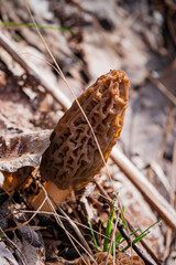 Morel mushrooms in the forest - 786867517
