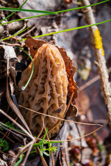 Morel mushrooms in the forest - 786867518