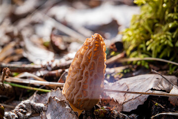 Morel mushrooms in the forest - 786867546