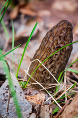 Morel mushrooms in the forest - 786867580