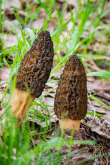 Morel mushrooms in the forest - 786867719