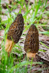 Fotobehang Morel mushrooms in the forest © Maksim Shebeko