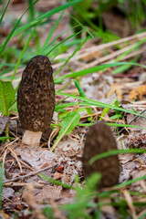 Morel mushrooms in the forest - 786867746