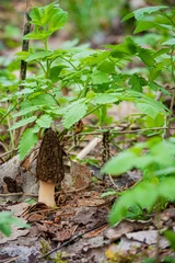 Foto op Plexiglas Morel mushrooms in the forest © Maksim Shebeko