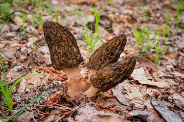 Foto op Plexiglas Morel mushrooms in the forest © Maksim Shebeko