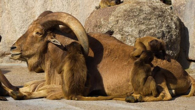 Close up of large male mountain goat being groomed by  baboons