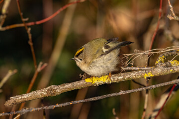 Wintergoldhähnchen (Regulus regulus) sitzt auf Ast, gelber Strefen am Kopf gut sichtbar in Nahaufnahme