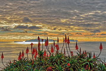 Fackellilien in Madeira