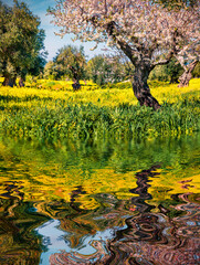 Blooming apple tree in the calm waters of small puddle. Colorful spring view of  in olive garden, Milazzo cape on Sicily, Italy, Europe. Beauty of countryside concept background.. - 786869520