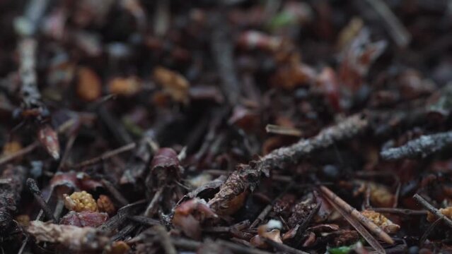 forest anthill macro photography on a sunny day