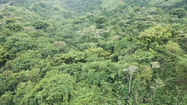 Drone pans over the densely packed forested canopies of the Sierra Nevada, Colombia.