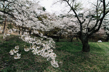 南湖公園。日本最古の公園といわれており、1924年（大正13年）12月9日、国の史跡および名勝に指定されている。また、周囲は南湖県立自然公園に指定されているほか、2010年（平成22年）3月25日に南湖として農林水産省のため池百選に選定された。桜の名所としても有名。