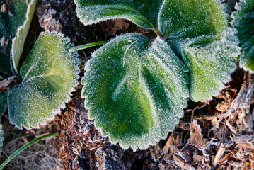 frozen strawberry leaves in the garden - 786873178