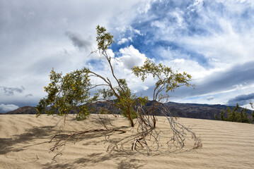 Creosote Plant at Mesquite Flats Sand Dunes in Death Valley National Park.