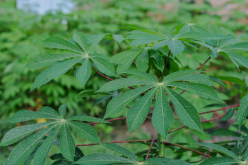 fresh sweet potato leaves, nature background