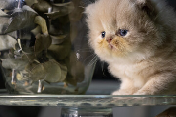 Studio lights illuminate a Persian kitten in a captivating close-up, highlighting its charming features.