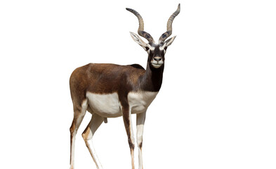 blackbuck (Antilope cervicapra), isolated on a white background, cut out