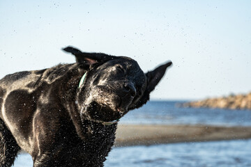 Black Labrador retriever delighted on a walk along the sea.