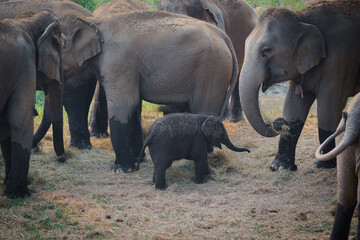 Group of herd elephants with a baby elephant playing under protection of the adults in the herd...