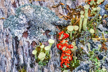 Cup lichen and orange lichen on an old tree snag - 786879501