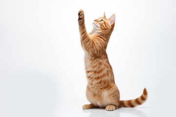 ginger cat stands on its hind legs and reaches up on a white isolated background