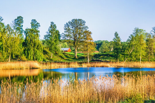 Beautiful lake with reeds in a rural landscape