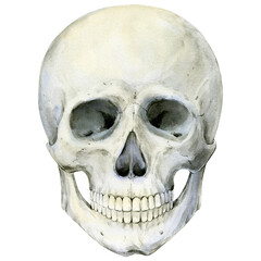Illustration of a human skull on a white background. Watercolor Halloween decor, vintage mystical decor. Vintage cranium on the front. Anatomic detailed drawing of a skeleton bone.