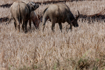 Nyaungshwe Township, Taunggyi District, Shan State, Myanmar