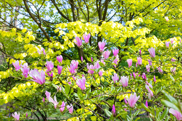 Early spring with magnolia blossoming in the garden. - 786881970