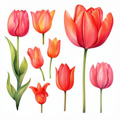 Watercolor tulip clipart in different shades of pink red isolated on transparent background	