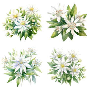 Watercolor edelweiss clipart isolated on transparent background