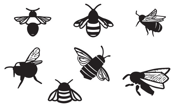Barbut s Cuckoo Bumblebee illustration minimal style icon  EPS 10 And JPG