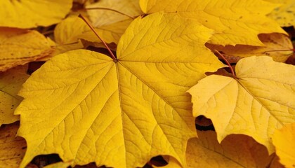 Fototapeta premium Background from autumn fallen leaves close-up. The texture of the yellow foliage