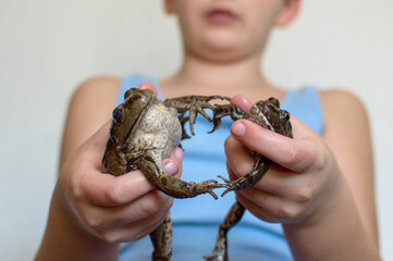 Two big toads in children's hands