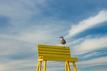 Seagull sitting on yellow lifeguard stand against blue sky