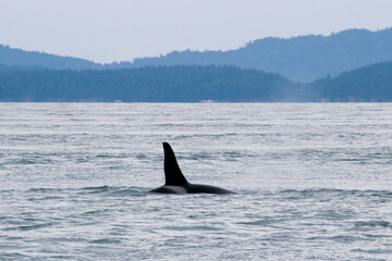 Orcas in the Salish Sea: Washington