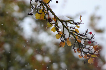 Autumn leaves and berries in a soft snowfall