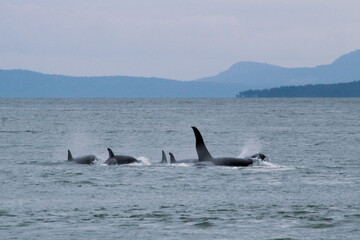Fototapeta premium Washington's Orca Pod in Harmonious Ocean Dance