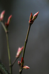 Soft focus on budding branches heralding spring's arrival