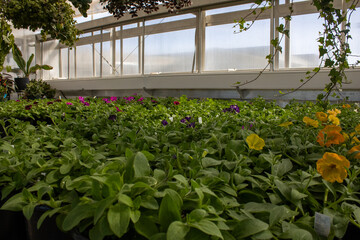 Lush greenhouse filled with colorful blooming petunias - obrazy, fototapety, plakaty