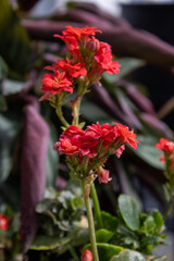 Vibrant red blooms on a lush green succulent