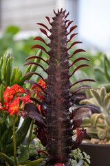 Unique spiny succulent with striking red accents