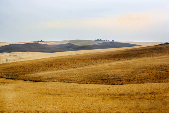 Amber waves of grain stretch across Cheney's serene farmland lan