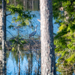 Fototapeta premium Crane bird standing tall on grass in lake