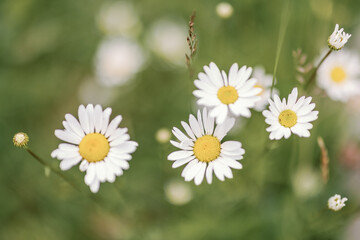 Obraz premium Vibrant Daisies in Sunny Meadow